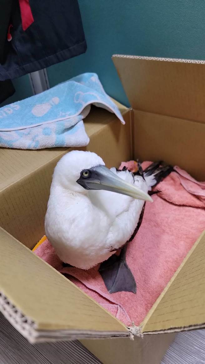 蓝脸鲣鸟是只幼鸟，身体虚弱，头部还会颤动，已送往台东野湾野生动物救伤中心。（花莲县动植物防疫所提供／王志伟花莲传真）