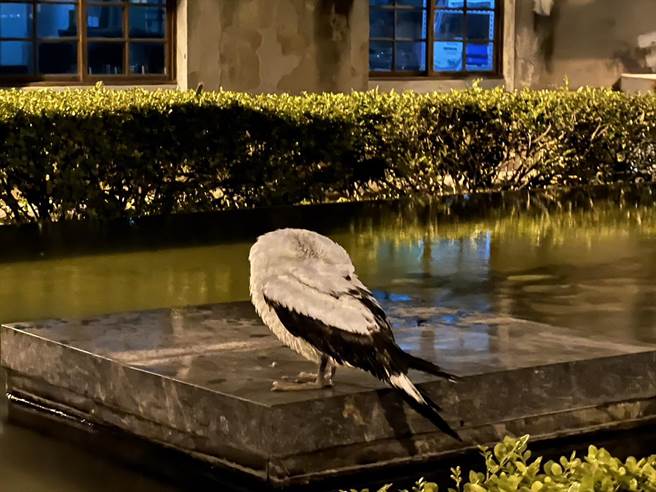 台湾少见的蓝脸鲣鸟昨晚被市民发现停在花莲市区文创园区一处水池，投放低，一整晚都这姿势，一动也不动（花莲动植物防疫所提供／王志伟花莲传真）