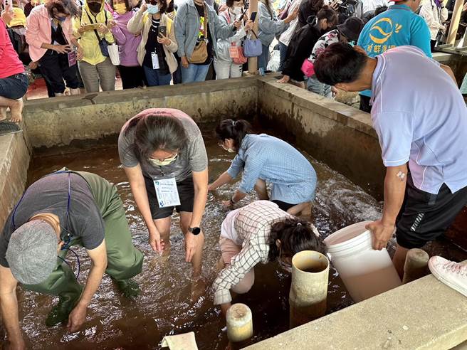 嘉义县政府举办食鱼体验活动，来自全台各地的民眾在池子内捕捉鳗鱼。（邱显诚摄）