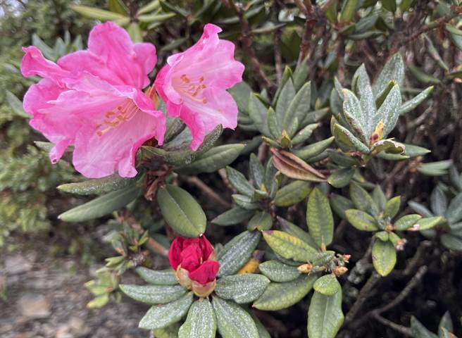 合歡山的高山杜鵑因久旱少雨，導致今年高山杜鵑花期延後，目前僅少數開零星花朵。（楊靜茹攝）