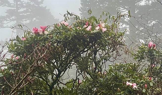 小奇萊步道沿線的高山杜鵑每年最早開花，今年因乾旱，月初春雨澆灌，目前大部分含苞待放，僅少數開花。（南投林管處提供／楊靜茹南投傳真）