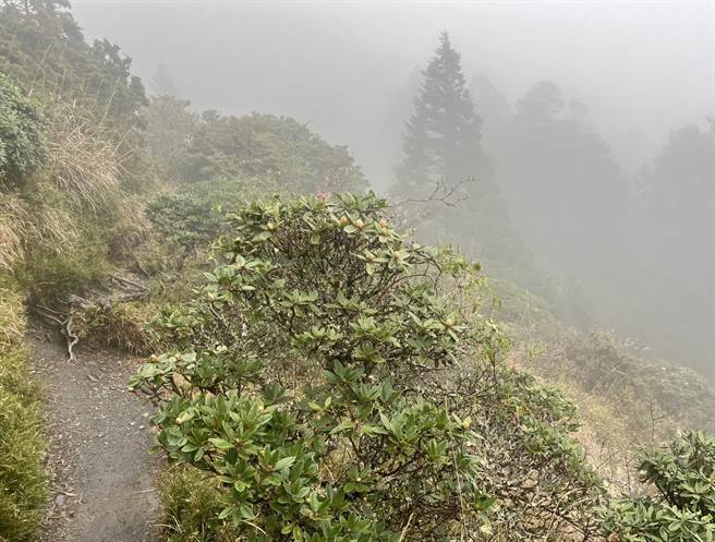 小奇萊步道沿線的高山杜鵑，目前大部分僅含苞待放。（南投林管處提供／楊靜茹南投傳真）
