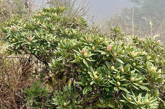 小奇萊步道沿線的高山杜鵑經過幾波春雨澆灌，預估4月中旬過後應該會陸續綻放。（南投林管處提供／楊靜茹南投傳真）