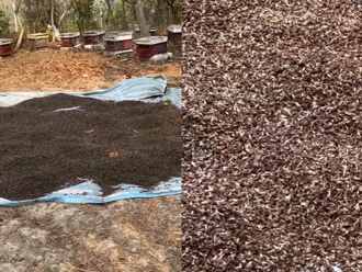 550萬隻蜜蜂遭毒死！ 蜂農心痛曝「整片屍體地毯」畫面 