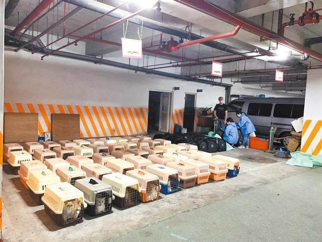 顺发886号渔船走私154只品种猫，全数猫只遭迫安乐死。（本报资料照片）