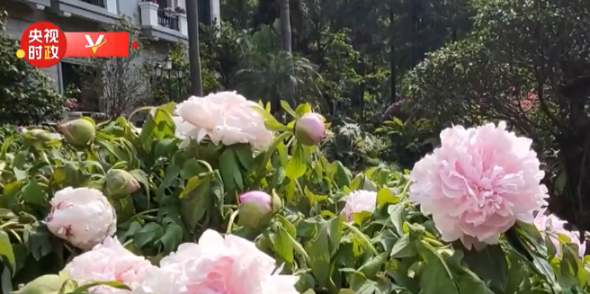松園中四季都有繁花盛開。（圖截自央視時政）
