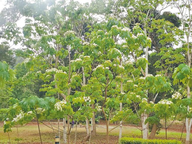 云林县古坑乡桐花公园的油桐树不论大小都开花，而且近在眼前，很容易拍到浪漫唯美照片。（周丽兰摄）