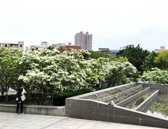 竹市文化局33棵流蘇花浪漫盛開 一片雪白如「四月雪」