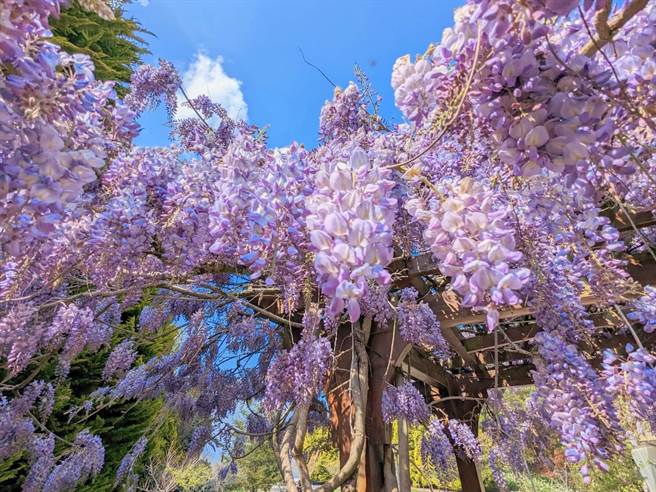 福寿山农场鸳鸯湖畔的紫藤花渐展笑顏，充满梦幻气息。（福寿山农场提供／陈淑娥台中传真）