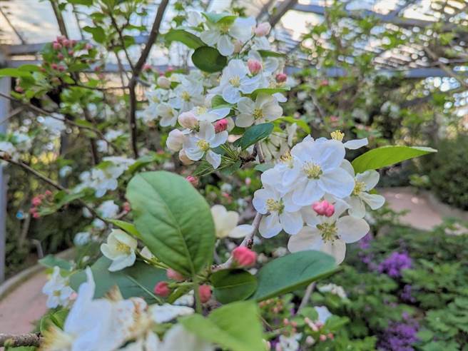 福寿山农场苹果花悄悄绽放，预计4月中旬后盛开。（福寿山农场提供／陈淑娥台中传真）