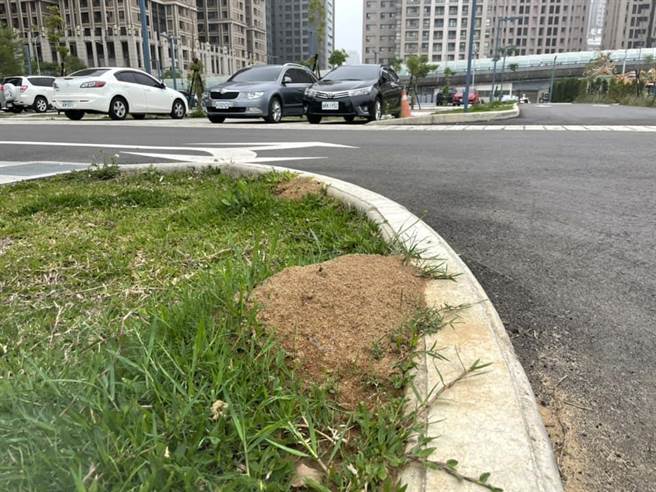 市議員曾資程近日接獲民眾反應，新竹市慈雲路停車場被發現民眾發現有許多紅火蟻丘，而且數量還不少。（曾資程提供／王惠慧新竹傳真）