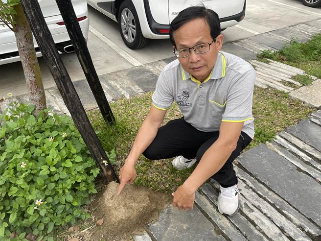 市議員曾資程近日接獲民眾反應，新竹市慈雲路停車場被發現民眾發現有許多紅火蟻丘，而且數量還不少。（曾資程提供／王惠慧新竹傳真）