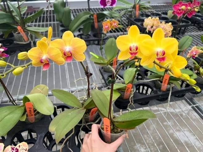 吳福順、郭姮娥夫婦用心投入蘭花育種，栽培出的蘭花每棵獨一無二。（吳宜菁提供／張毓翎台南傳真）