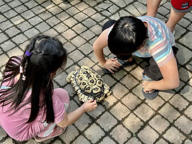 非洲豹龜逛公園，吸引眾人目光。（廖志晃攝）