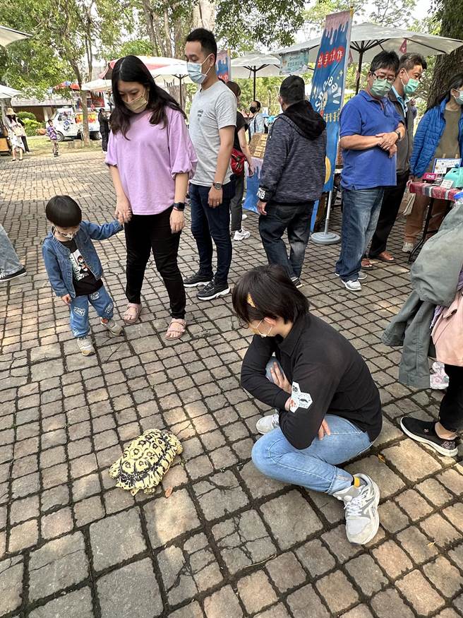 非洲豹龜逛公園，吸引眾人目光。（廖志晃攝）