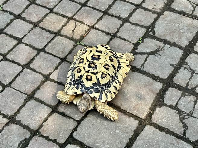 非洲豹龜逛公園，吸引眾人目光。（廖志晃攝）