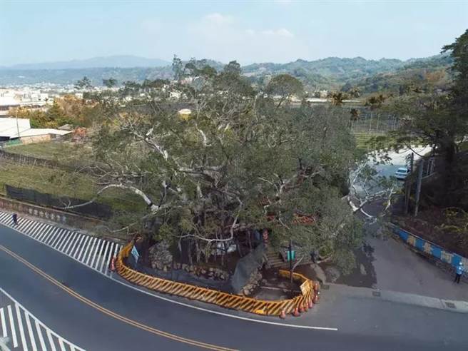 抗癌成功的老榕树成为地方另类打卡景点。（苗栗县政府提供／李京升苗栗传真）