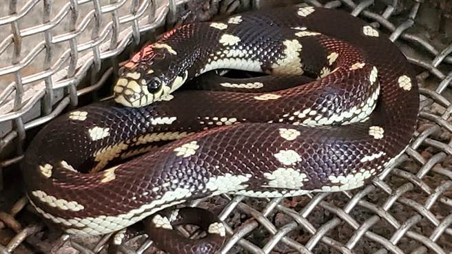 今年宜兰县消防局抓到的第一只宠物蛇加州王蛇。（宜兰县台湾地理永续再生发展协会提供／吴佩蓉宜兰传真）