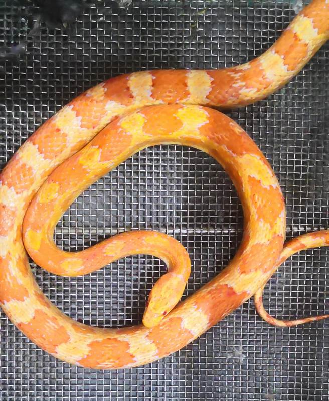 去年宜兰县消防局抓到的玉米蛇。（宜兰县台湾地理永续再生发展协会提供／吴佩蓉宜兰线传真）