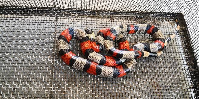 前年宜兰县消防局抓到的牛奶蛇。（宜兰县台湾地理永续再生发展协会提供／吴佩蓉宜兰线传真）