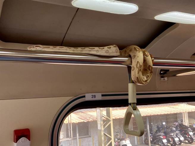 去年4月18日在宜兰自强号火车上抓到的蟒蛇，就是交由专门饲养奇珍异兽的兰阳绿野工作坊照顾。（吴佩蓉摄）