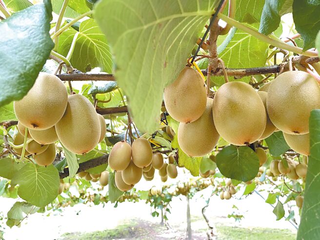 研究發現，每日食用奇異果對於情緒障礙有正向效果。（鄭郁蓁攝）