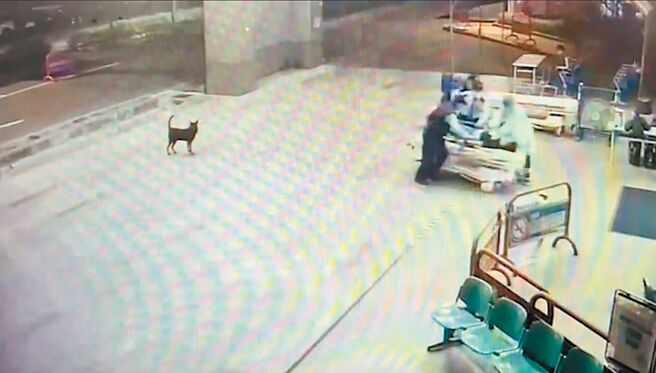 徐姓男子中枪遭丢包医院门口，医护人员赶紧以医疗床抬入急救。（读者提供／程炳璋台南传真）