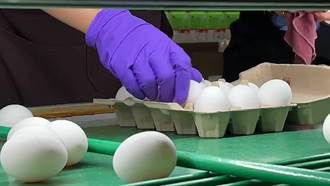 蛋蛋危機飆天價 彰化產地蛋農籲回復市場機制
