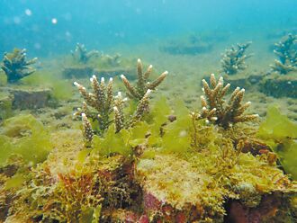 貢寮和美漁港復育 珊瑚寶寶長大了
