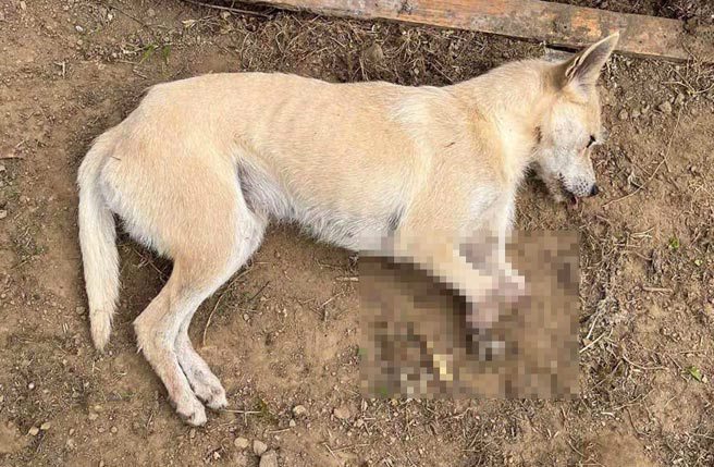 台湾之心发现犬只2只前脚，因兽铗、山猪吊残缺断肢。(台湾之心提供)
