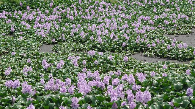 貓羅溪河面布滿布袋蓮，近日進入布袋蓮開花期。（陳姓民眾提供）