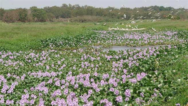 中彰投等3縣交界處貓羅溪河段正值布袋蓮開花季，河面上呈現紫色花海景觀。（陳姓民眾提供）