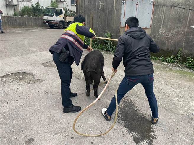 半夜200斤大黑猪来敲门，桃警优势警力成功围捕。(翻摄照片／蔡依珍桃园传真)