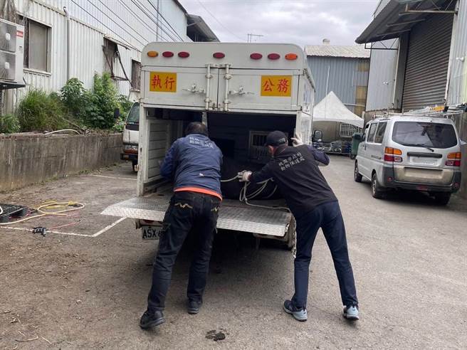 半夜200斤大黑猪来敲门，桃警优势警力成功围捕。(翻摄照片／蔡依珍桃园传真)