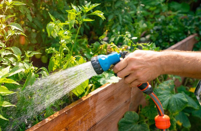 浇花示意图(shutterstock)