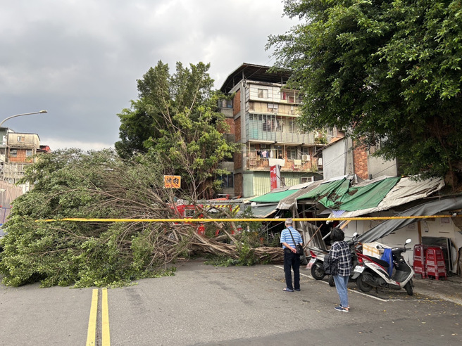 中华路二段305巷，1棵路树(高度约12公尺、直径约50公分)断裂倒塌，倒塌时压到1女性机车骑士。（简铭柱翻摄）