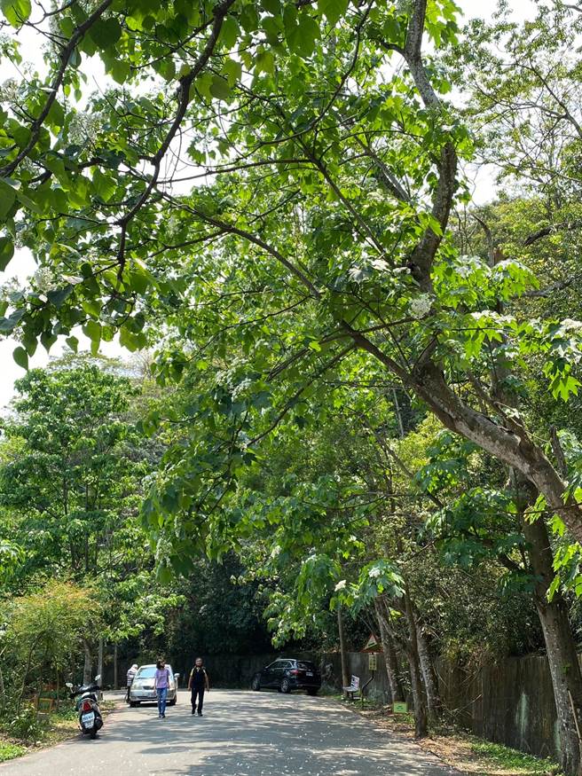 彰化县员林市藤山步道桐花已陆续盛开。（孙英哲摄）
