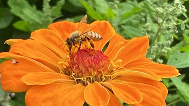 彰化县八卦山脉拥有极佳的天然养蜂环境。（孙英哲摄）