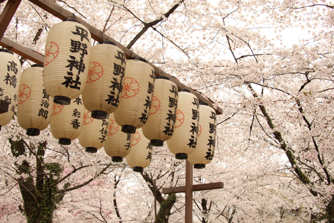 一名网友近日询问，到底日本还有哪里是适合观光赏樱，又不会人挤人。图为日本樱花。(达志提供)