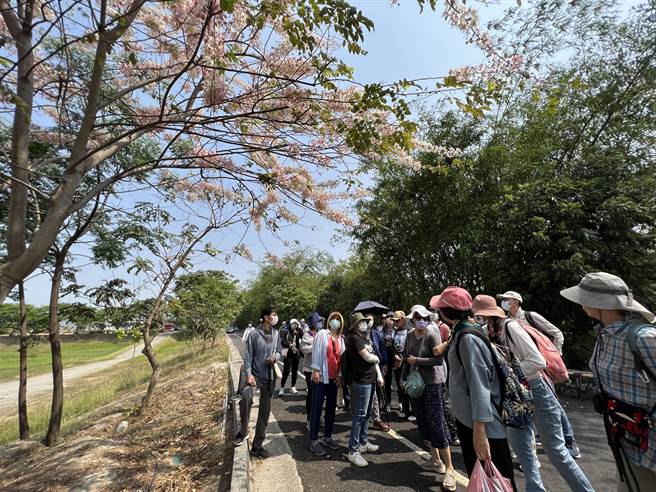 台南仁德滯洪池近年來栽種近千棵花旗木，吸引市民取景拍照。(台南社大提供／曹婷婷台南傳真)