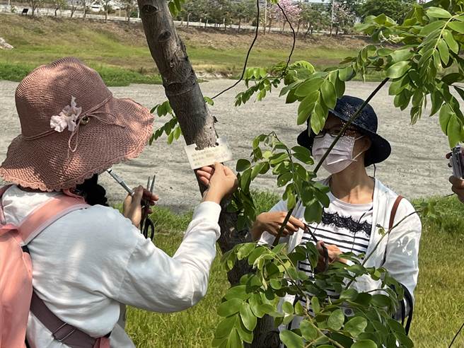 台南社大樹公民與台南市政府水利局合作今天現場養護教學，除觀察記錄樹木生長、更換編號掛牌及幫忙鬆綁支架綁繩。(台南社大提供／曹婷婷台南傳真)