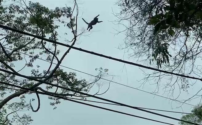 新竹县北埔乡南坑村出现猴群飞天景象，图中母猴甚至胸前还挂着小猴子。（叶贵霖提供／邱立雅竹县传真）