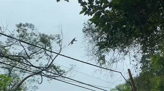 北埔南坑出现大猴带小猴野外训练，只见小猴子身手矫健，瞬间飞越天空。（叶贵霖提供／邱立雅竹县传真）