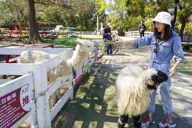 體驗被可愛動物包圍，疲憊身心瞬間得到療癒。（圖／行遍天下提供）