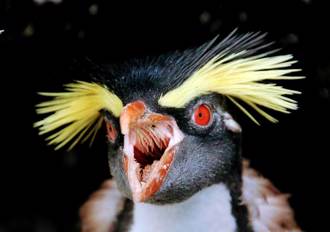 世界最難拍企鵝曝光！赤眼＋怒髮衝冠「地獄模樣」現形