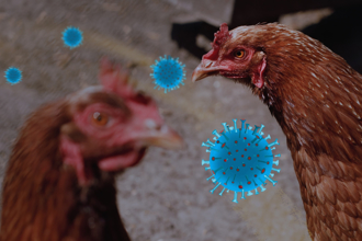 世衛：中國出現首起H3N8禽流感病毒人類死亡案例