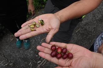 古坑再受旱害影響 咖啡櫻桃果表面鮮紅內核缺水萎縮