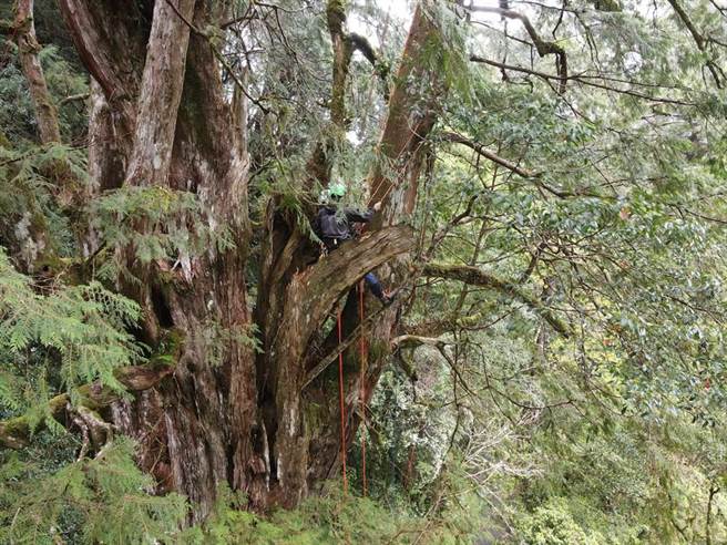 拉拉山巨木减龄，最老树龄2800年下修为848年。(新竹林区管理处提供／吕筱蝉桃园传真)