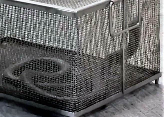 咬伤郑先生的眼镜蛇长约1公尺多。（郑先生提供／洪荣志台南传真）