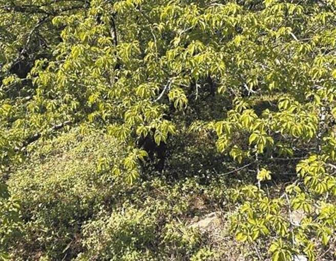 高雄山区青梅今年受到久旱未下雨影响，使得产量较去年少一半，梅树上几乎看不见结果的梅子。（林雅惠摄）